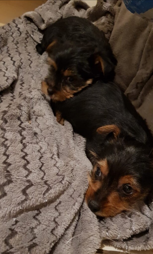 gumtree yorkies